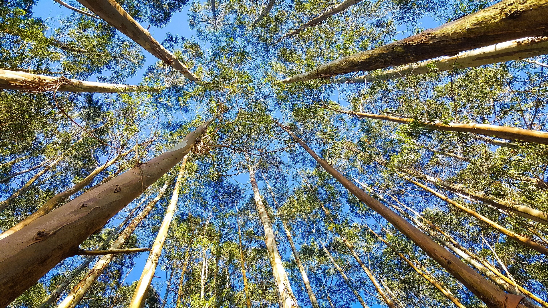 世界上最大的生物是什么？180吨重的蓝鲸根本排不上号！637 / 作者:想做的都做了吗 / 帖子ID:103206