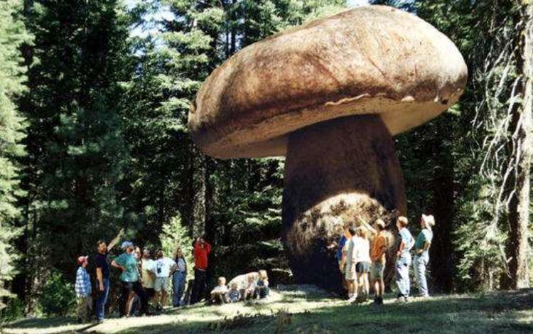 世界上最大的生物是什么？180吨重的蓝鲸根本排不上号！606 / 作者:想做的都做了吗 / 帖子ID:103206