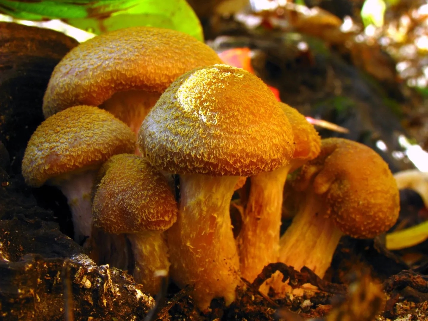 世界上最大的生物是什么？180吨重的蓝鲸根本排不上号！227 / 作者:想做的都做了吗 / 帖子ID:103206