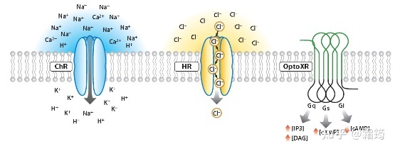神经生物学科研常用病毒部件解析49 / 作者:Besson / 帖子ID:103267