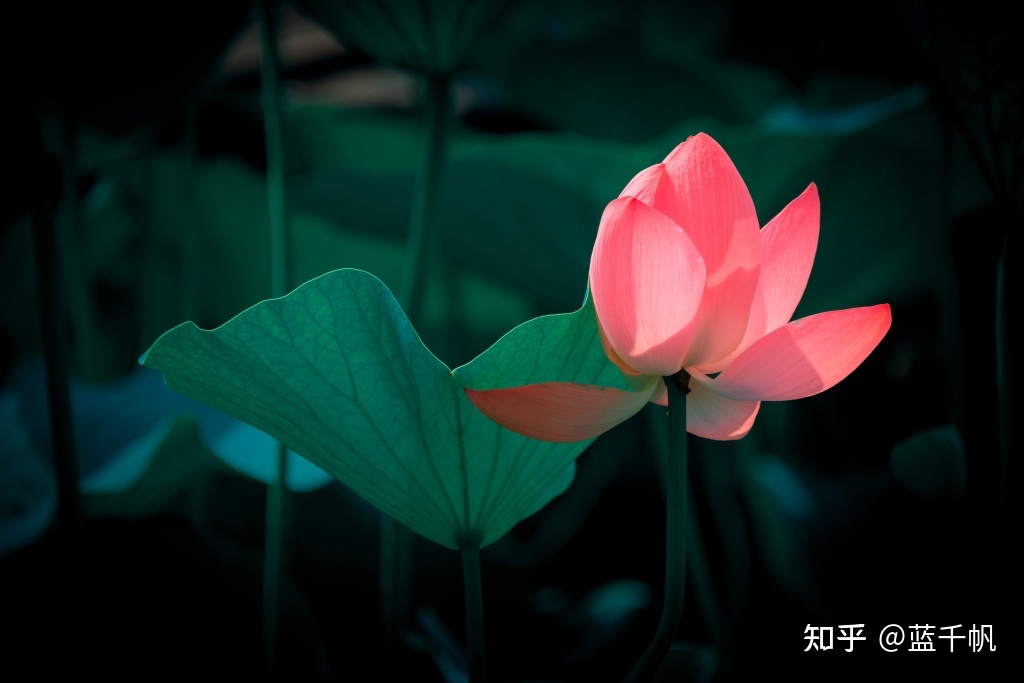 文学作品对历史的影响作用有多大？-1.jpg