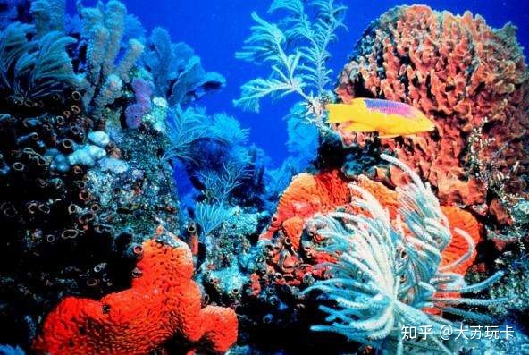 世界之最——最大的海--珊瑚海、最小的海--马尔马拉海963 / 作者:123457489 / 帖子ID:104332