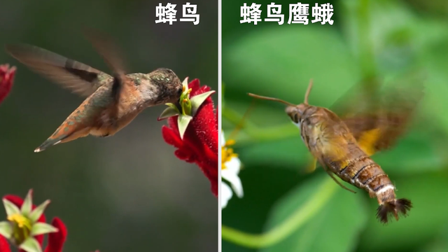 外星人可能长什么样？一种奇异进化现象，让我们一步一步接近真相831 / 作者:老跃1 / 帖子ID:104679