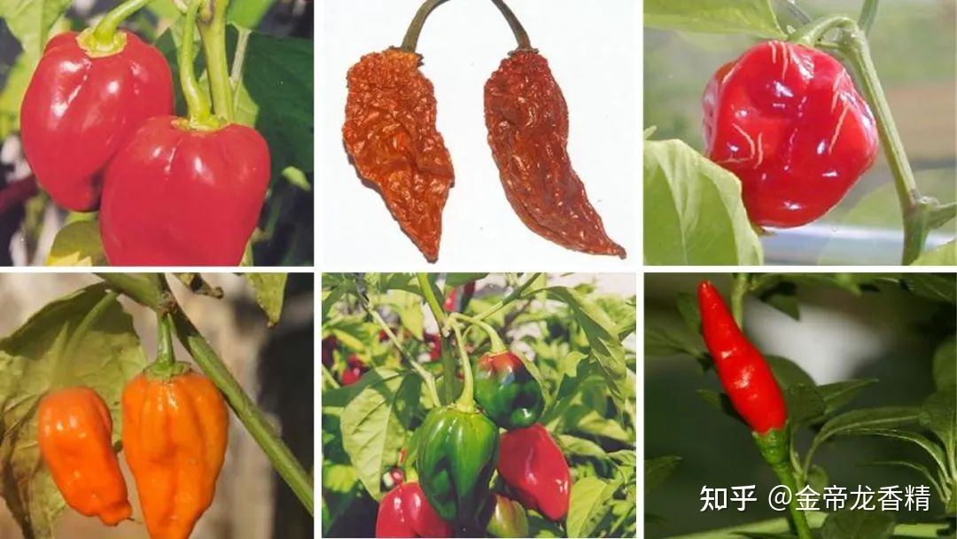 世界地理香料索引(8)—World Geographic Spice Indexd13 / 作者:veronica六 / 帖子ID:104911