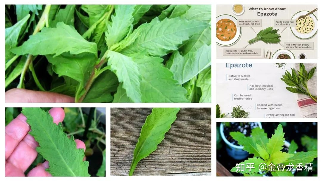 世界地理香料索引(8)—World Geographic Spice Indexd529 / 作者:veronica六 / 帖子ID:104911