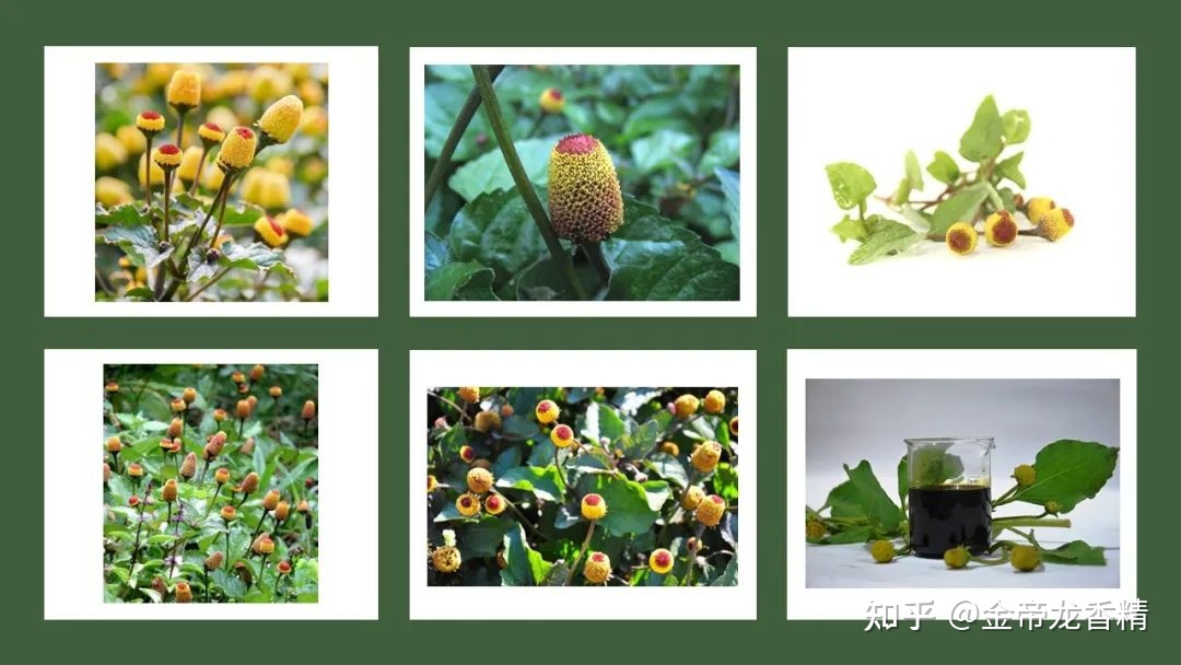 世界地理香料索引(8)—World Geographic Spice Indexd267 / 作者:veronica六 / 帖子ID:104911