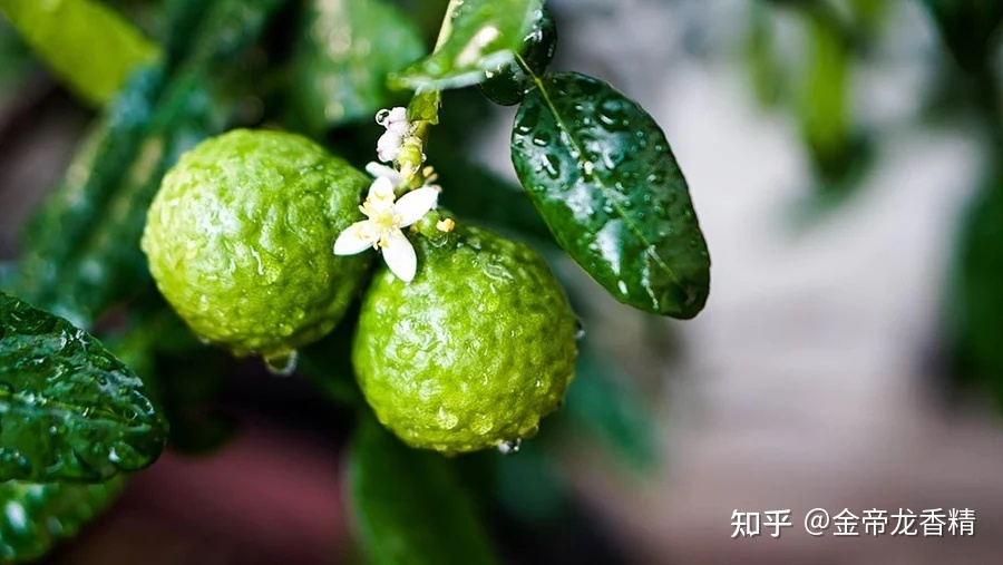 世界地理香料索引(8)—World Geographic Spice Indexd222 / 作者:veronica六 / 帖子ID:104911