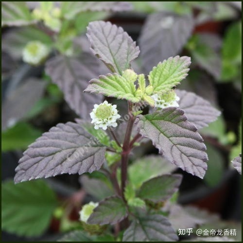 世界地理香料索引(8)—World Geographic Spice Indexd296 / 作者:veronica六 / 帖子ID:104911