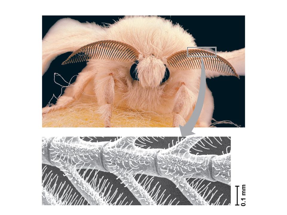 Campbell Biology 坎贝尔生物学应该怎样学习316 / 作者:叶小琛小m / 帖子ID:105268