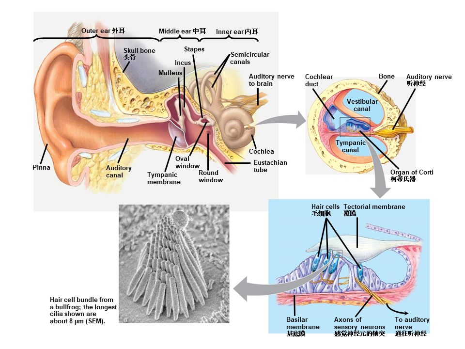 Campbell Biology 坎贝尔生物学应该怎样学习1 / 作者:叶小琛小m / 帖子ID:105268