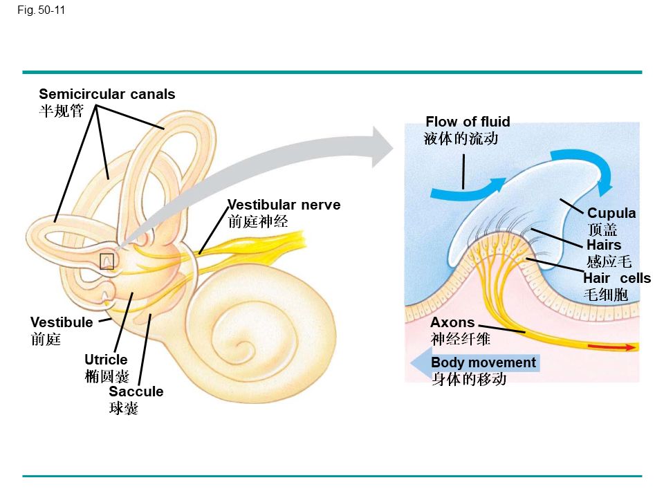 Campbell Biology 坎贝尔生物学应该怎样学习757 / 作者:叶小琛小m / 帖子ID:105268