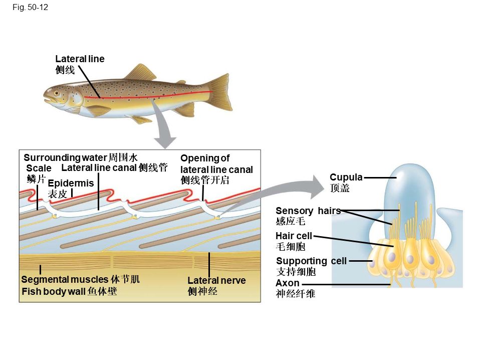 Campbell Biology 坎贝尔生物学应该怎样学习899 / 作者:叶小琛小m / 帖子ID:105268