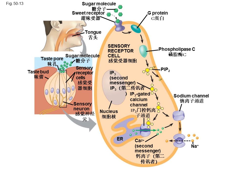 Campbell Biology 坎贝尔生物学应该怎样学习75 / 作者:叶小琛小m / 帖子ID:105268