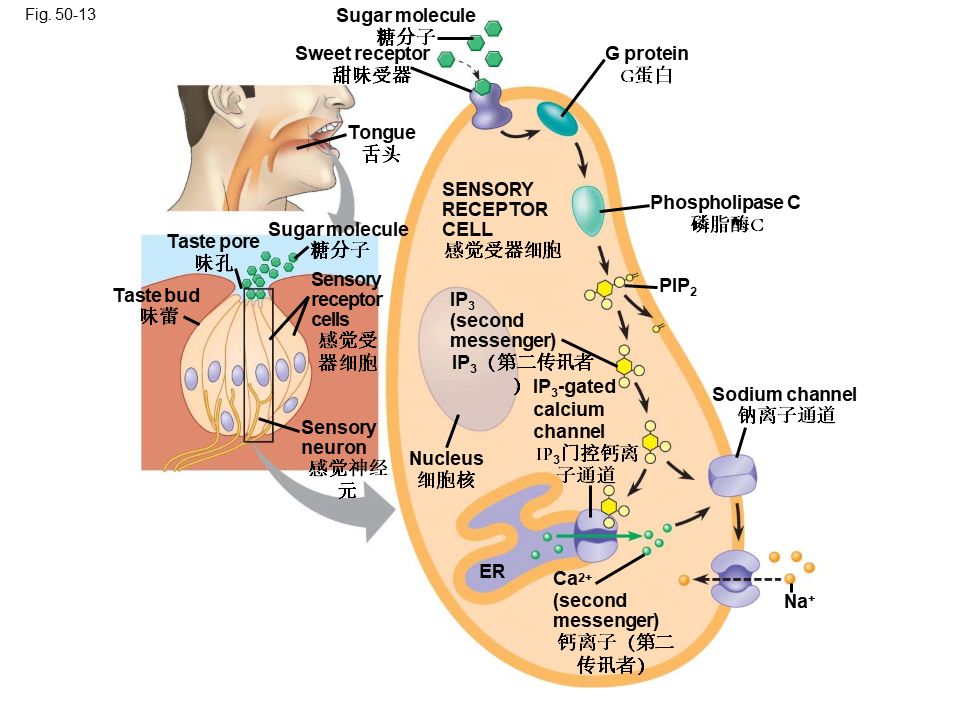 Campbell Biology ѧӦѧϰ626 / :ҶССm / ID:105268