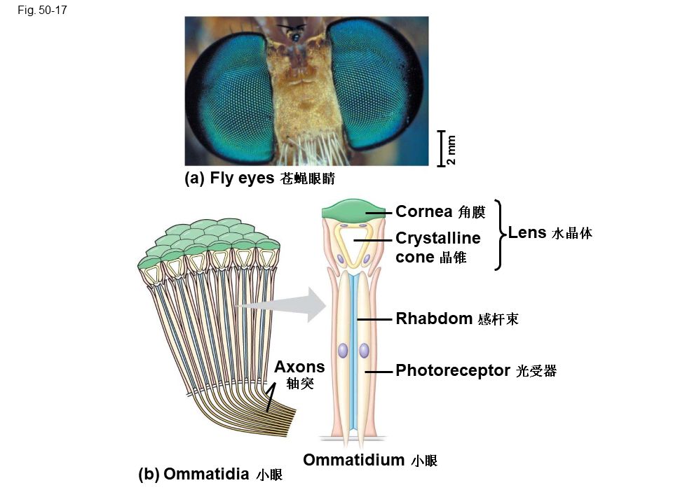 Campbell Biology 坎贝尔生物学应该怎样学习528 / 作者:叶小琛小m / 帖子ID:105268