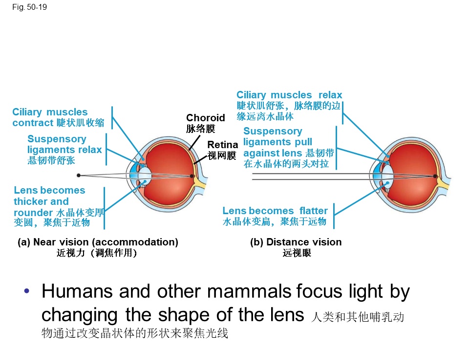 Campbell Biology 坎贝尔生物学应该怎样学习457 / 作者:叶小琛小m / 帖子ID:105268