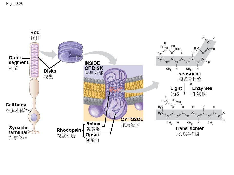 Campbell Biology 坎贝尔生物学应该怎样学习968 / 作者:叶小琛小m / 帖子ID:105268