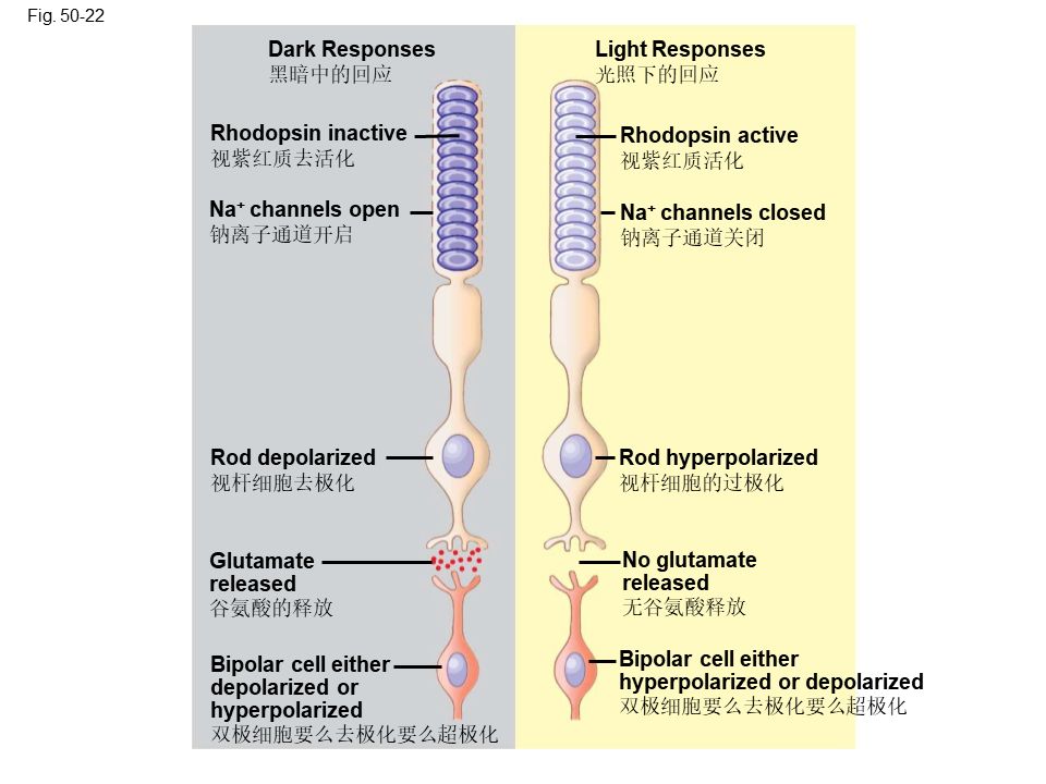 Campbell Biology 坎贝尔生物学应该怎样学习391 / 作者:叶小琛小m / 帖子ID:105268
