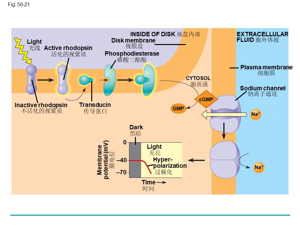 Campbell Biology 坎贝尔生物学应该怎样学习566 / 作者:叶小琛小m / 帖子ID:105268