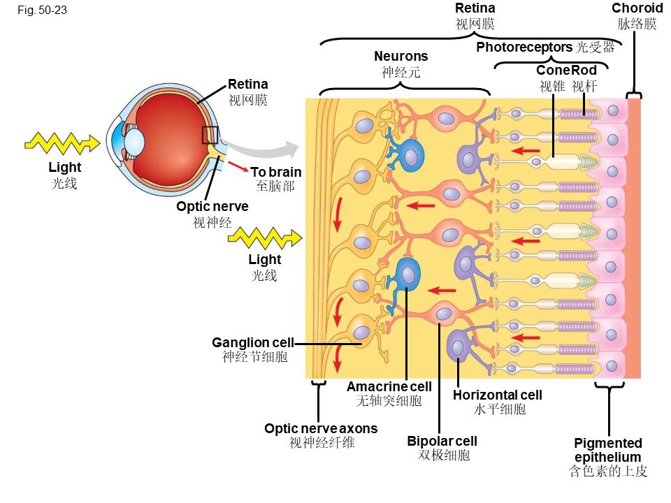 Campbell Biology ѧӦѧϰ60 / :ҶССm / ID:105268