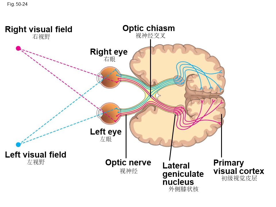 Campbell Biology ѧӦѧϰ128 / :ҶССm / ID:105268