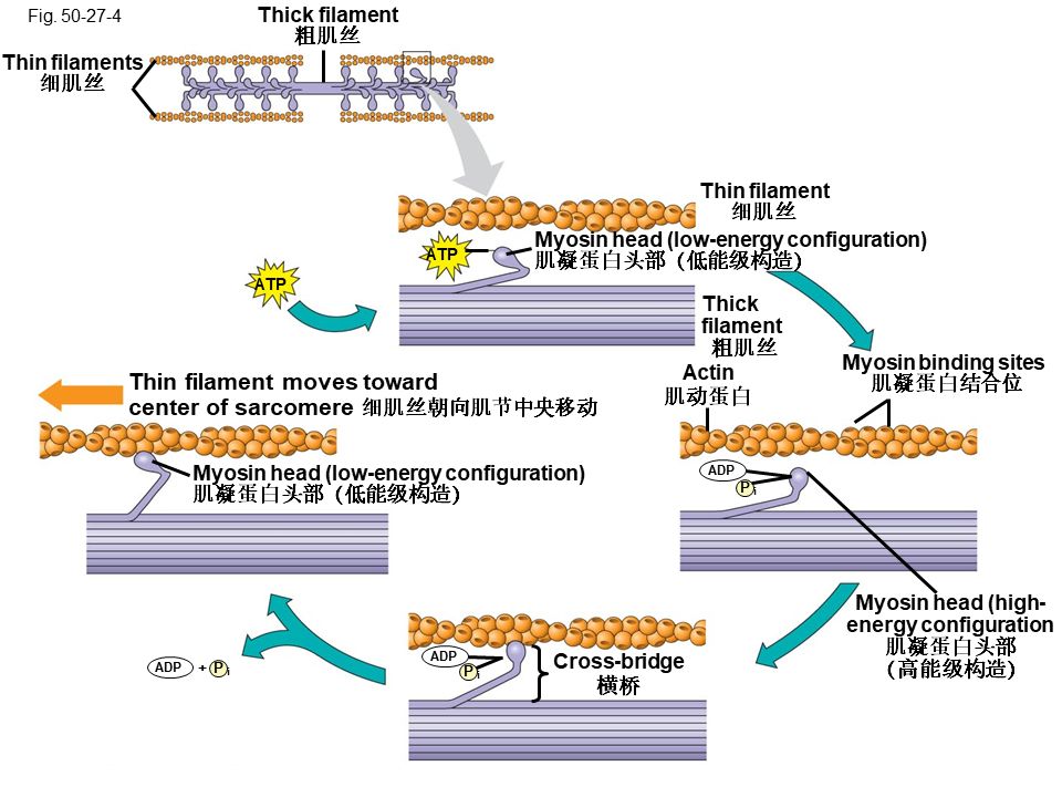 Campbell Biology 坎贝尔生物学应该怎样学习263 / 作者:叶小琛小m / 帖子ID:105268