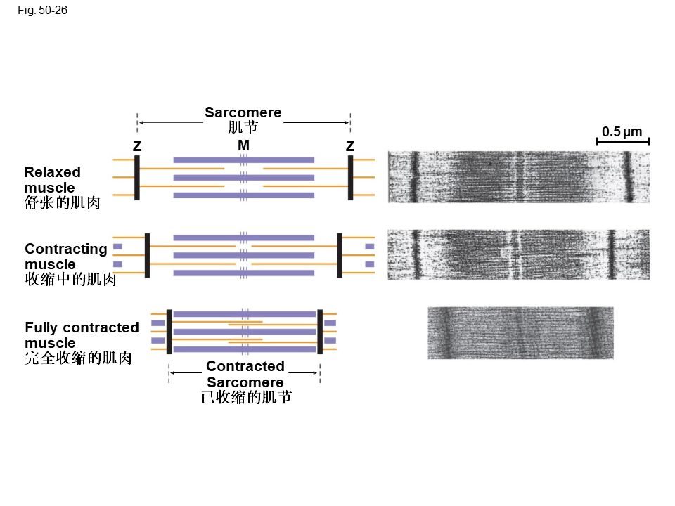 Campbell Biology 坎贝尔生物学应该怎样学习151 / 作者:叶小琛小m / 帖子ID:105268