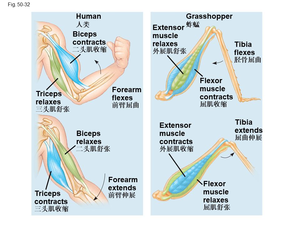 Campbell Biology 坎贝尔生物学应该怎样学习596 / 作者:叶小琛小m / 帖子ID:105268