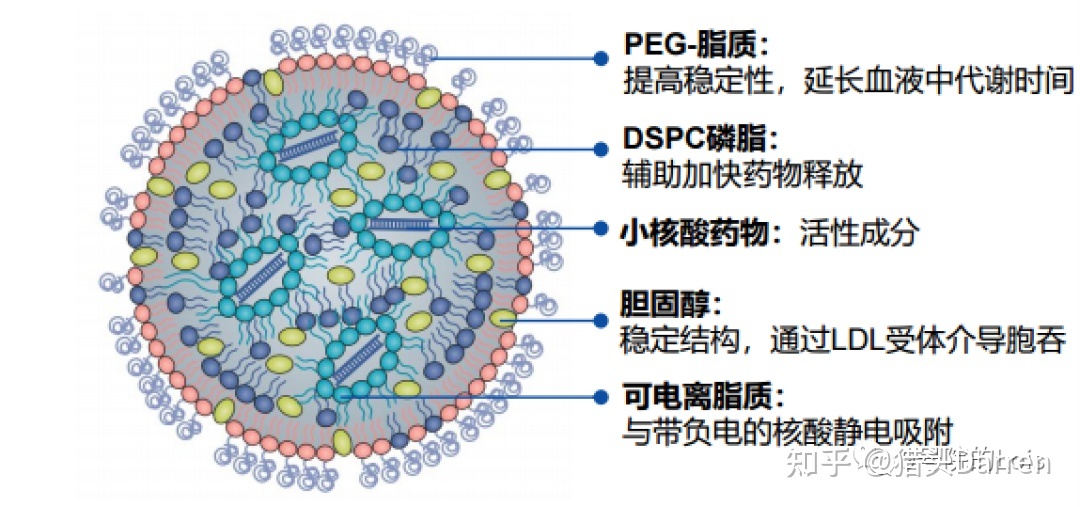 小核酸药物及递送系统梳理957 / 作者:北京愤怒羔羊猩 / 帖子ID:105285