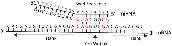 分子生物学 | miRNA的根源区&quot;seed region&quot;51 / 作者:亲亲阳光非 / 帖子ID:105485