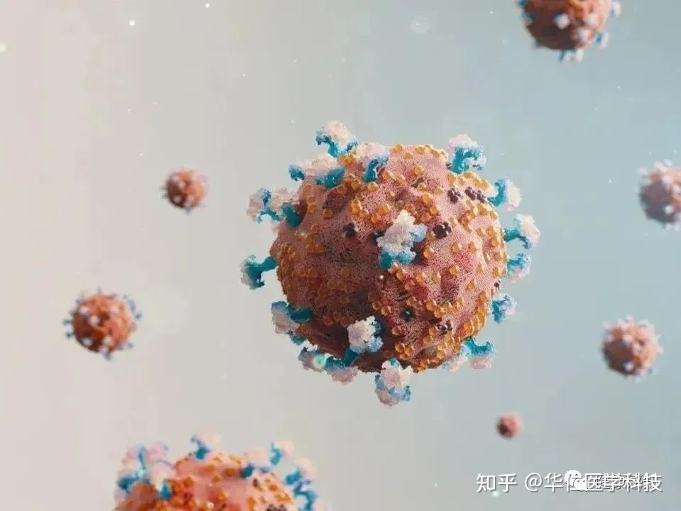 知识科普 | NK细胞对抵抗新冠病毒起着关键作用166 / 作者:清凉一夏啊沼 / 帖子ID:105684