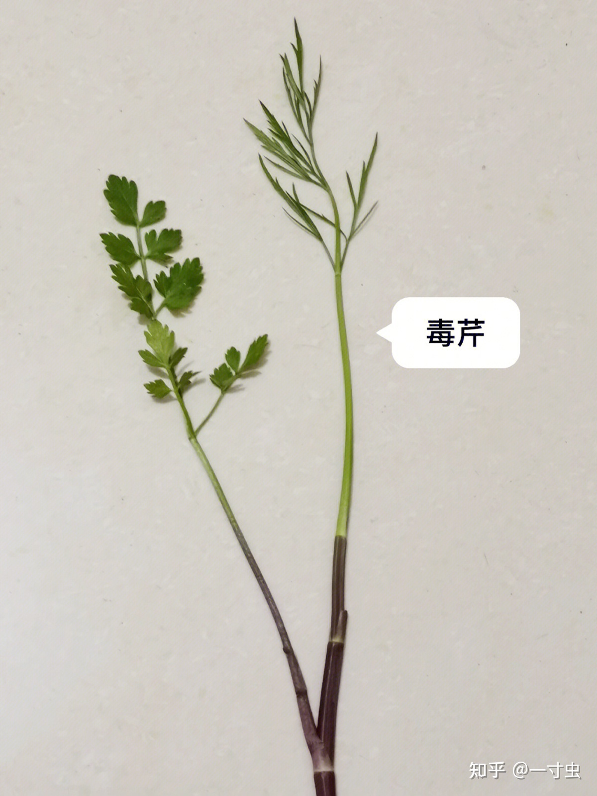 死亡狞笑之谜：3000年前，为何撒丁岛被处死的人都面带诡异 ...273 / 作者:leefengme / 帖子ID:105988