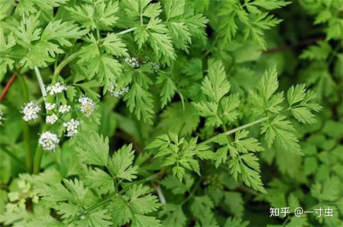 死亡狞笑之谜：3000年前，为何撒丁岛被处死的人都面带诡异 ...469 / 作者:leefengme / 帖子ID:105988