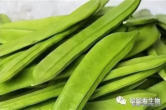 生物学小故事之——刀豆和青蒿（一）613 / 作者:晴空万里659 / 帖子ID:106293
