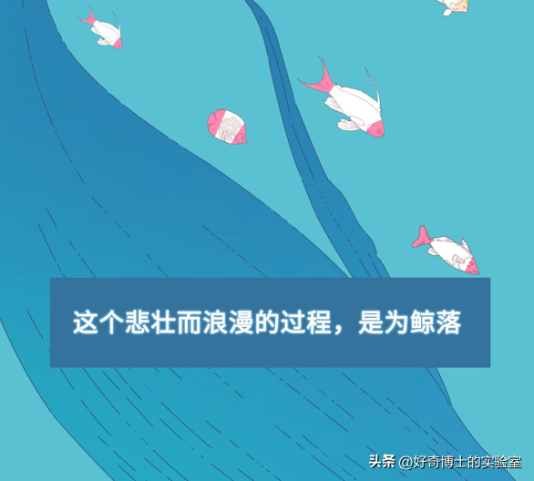 世界上最浪漫的死亡曝光：一鲸落，万物生258 / 作者:worrysorry2017 / 帖子ID:106472