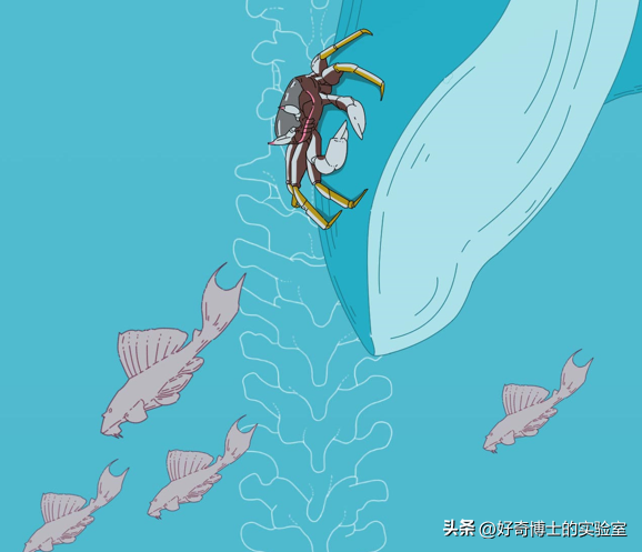 世界上最浪漫的死亡曝光：一鲸落，万物生805 / 作者:worrysorry2017 / 帖子ID:106472
