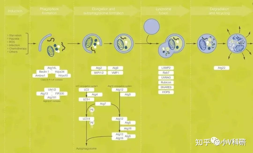 细胞自噬正确研究方法，最新文献拯救你自噬研究625 / 作者:空城乱人心乱 / 帖子ID:106720