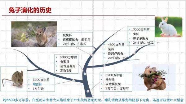 世界上最早的兔子长啥样365 / 作者:螃蟹357 / 帖子ID:106987