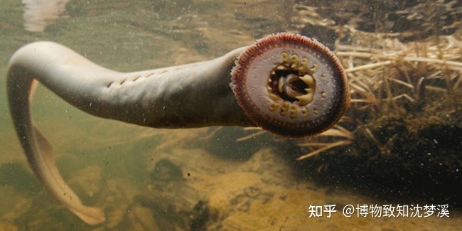 在地球的几十亿年历史上，发生过哪些全球级别的自然事件？670 / 作者:陈辞滥调 / 帖子ID:107076