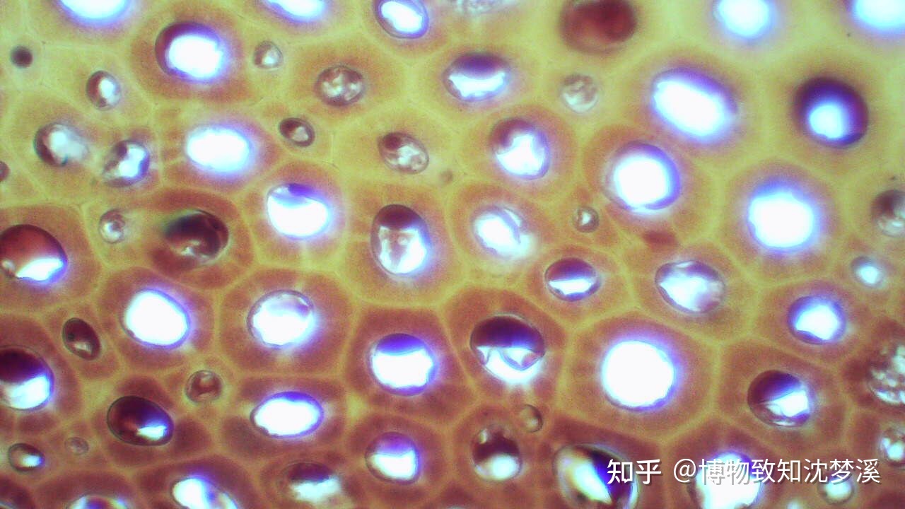 在地球的几十亿年历史上，发生过哪些全球级别的自然事件？100 / 作者:陈辞滥调 / 帖子ID:107076