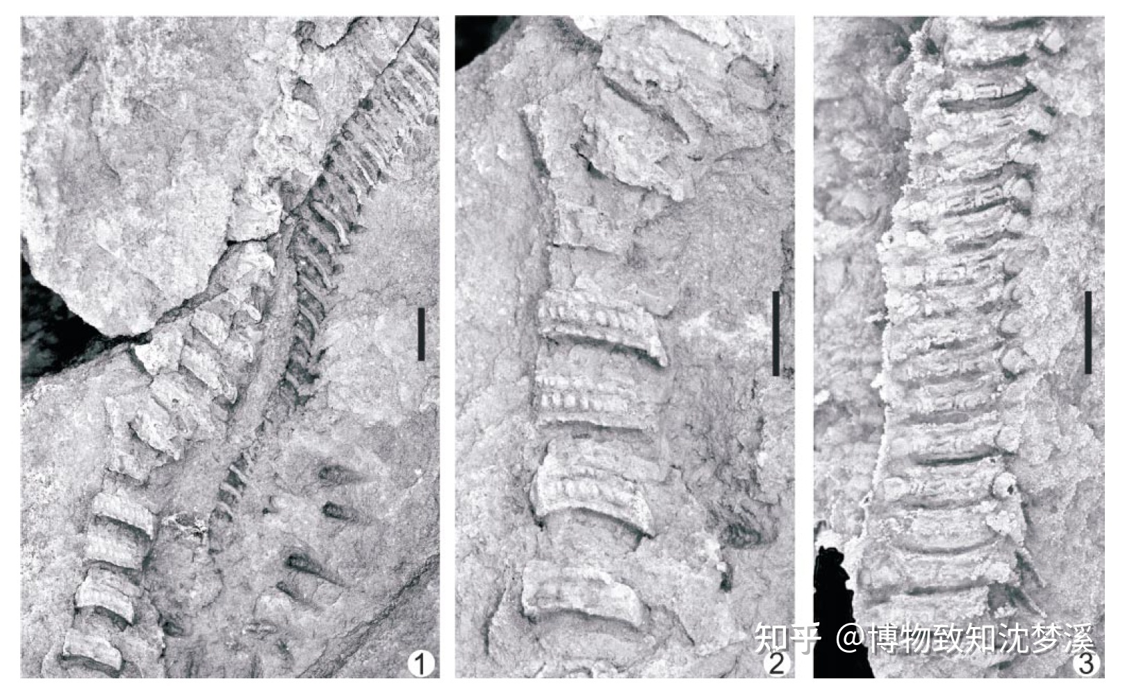 在地球的几十亿年历史上，发生过哪些全球级别的自然事件？486 / 作者:陈辞滥调 / 帖子ID:107076