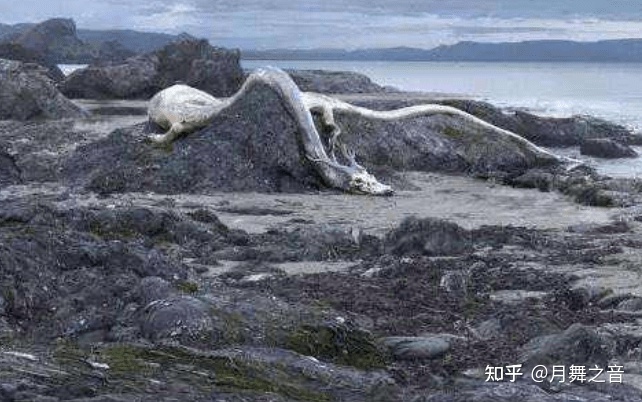 神乎其神的三大坠龙事件，龙真的存在吗？614 / 作者:绿色的雪 / 帖子ID:107572