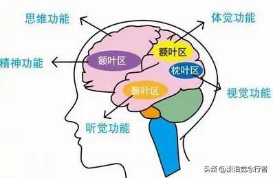 认识大脑，让大脑聪明起来，每个人都必看的健脑科学知识965 / 作者:fck1956272 / 帖子ID:107720