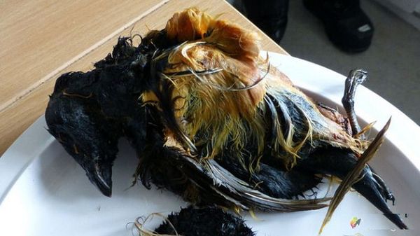 世界各国有哪些有趣的民族文化？369 / 作者:付佳琦 / 帖子ID:108115