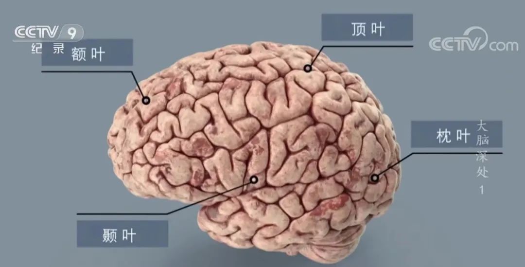 纪录片 | 《大脑深处》带你探索“脑宇宙奥秘”276 / 作者:令狐佳人 / 帖子ID:108173