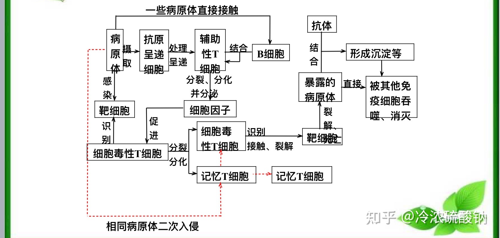 生物学选择性必修一重难易错点总结829 / 作者:风之语936 / 帖子ID:108309