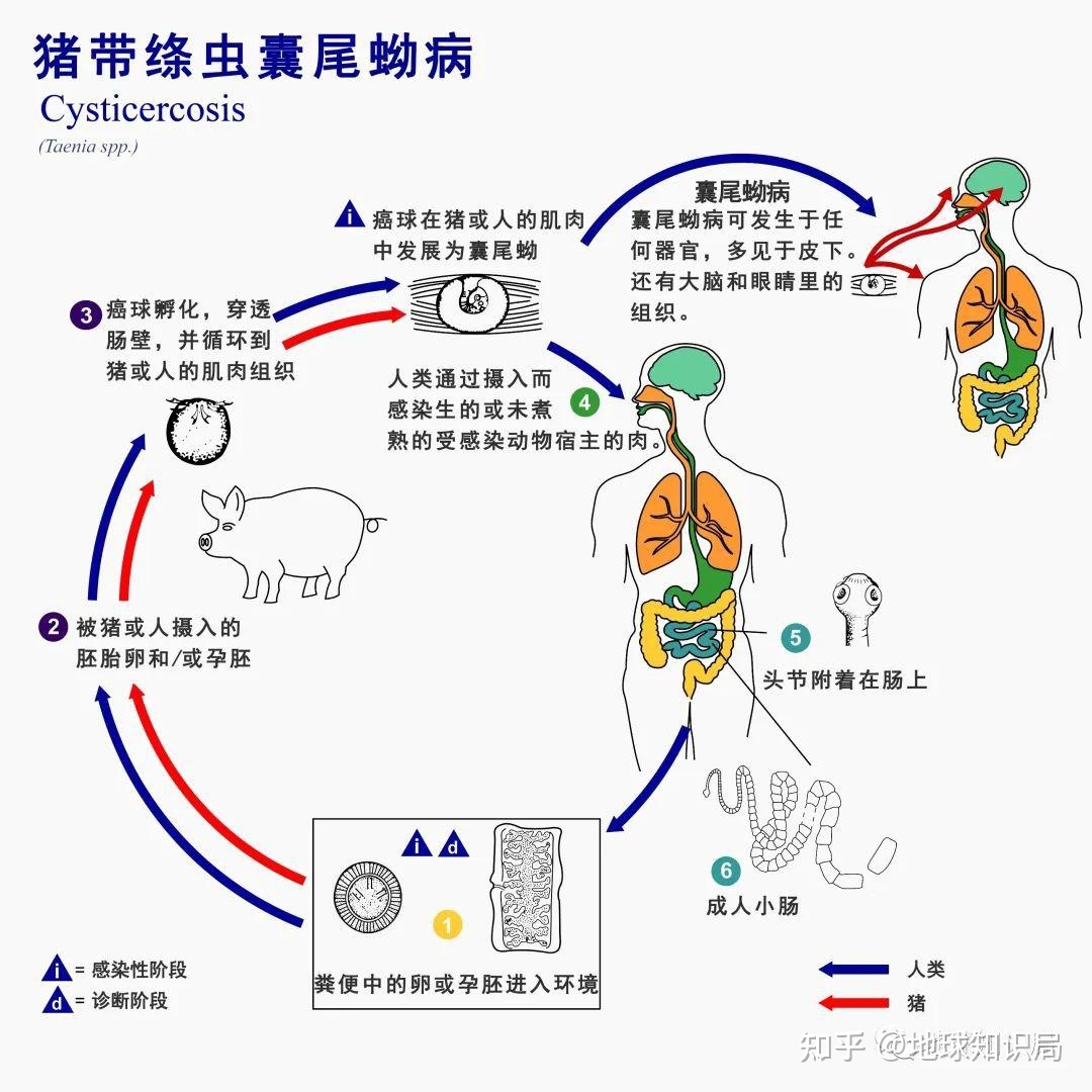 没洗干净的猪大肠，不可描述 | 地球知识局792 / 作者:是鹅好甜 / 帖子ID:109205