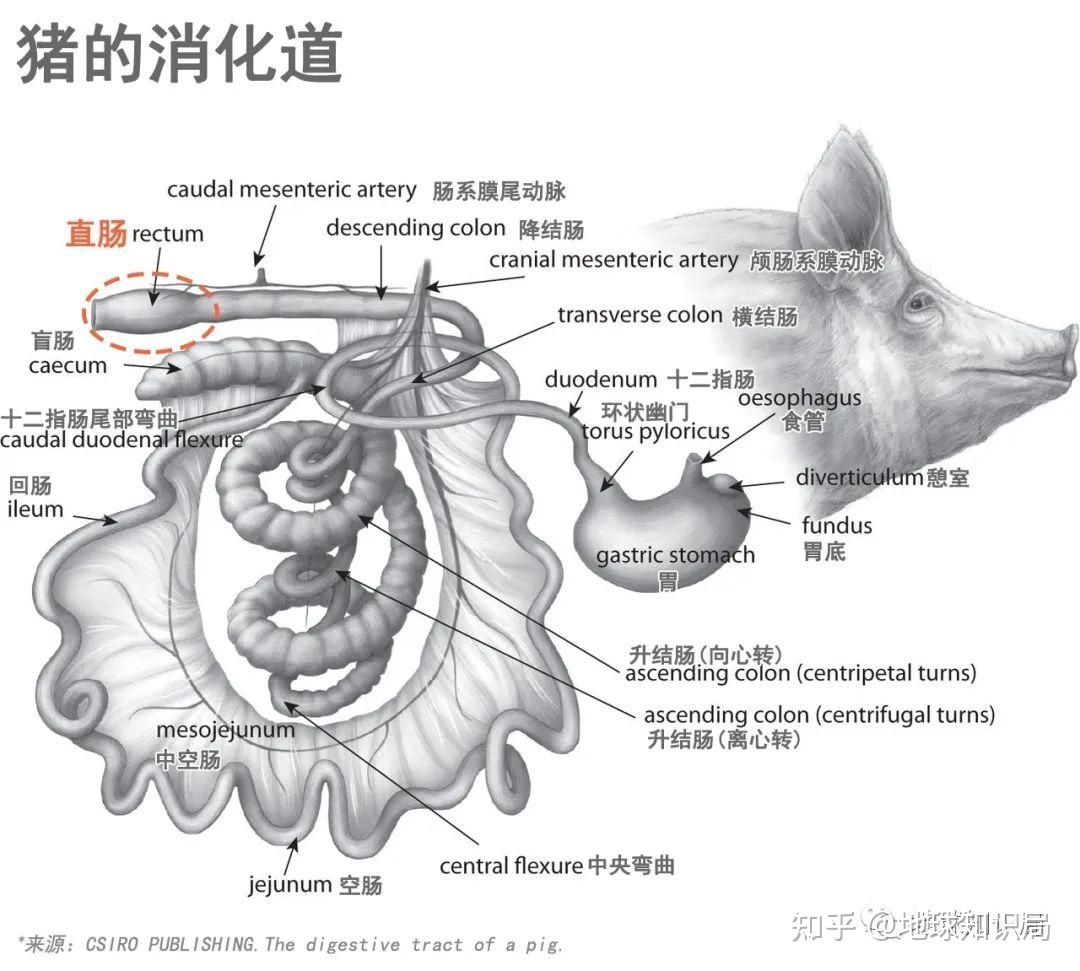 没洗干净的猪大肠，不可描述 | 地球知识局809 / 作者:是鹅好甜 / 帖子ID:109205