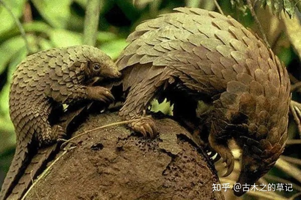 初探《本草图经》中的生物学知识792 / 作者:待该州伙 / 帖子ID:109206