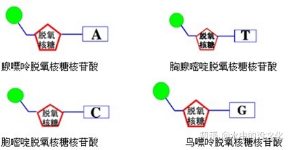 【给AI从业者看的生物知识】DNA测序（一）——第一代测 ...342 / 作者:15254714558 / 帖子ID:109388